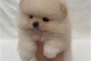 $500 : Teacup Pomeranian puppies 🐶 thumbnail