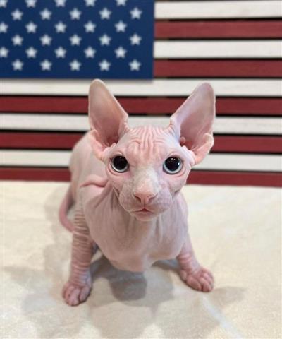 $600 : Male and Female Sphynx kittens image 1