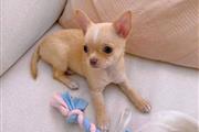 $500 : Chihuahua puppies for adoption thumbnail