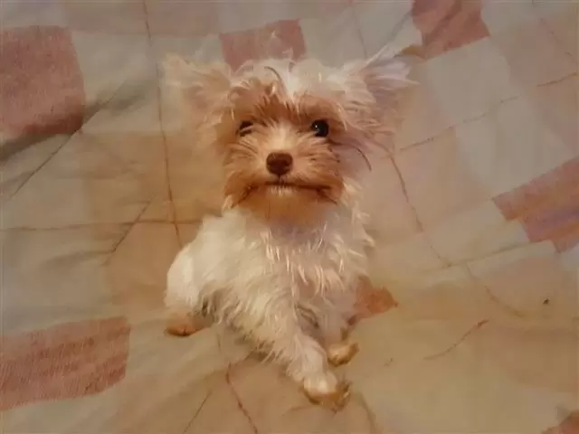 $400 : yorkie puppy for sell image 1