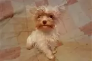 yorkie puppy for sell en Nashville