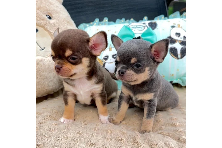 $250 : Chihuahua puppies are still av image 5