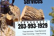 Ramirez Tree services