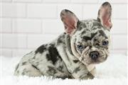 $300 : Pomeranian and French bulldogs thumbnail