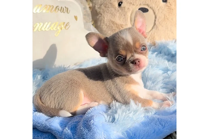 $250 : Chihuahua puppies are still av image 6