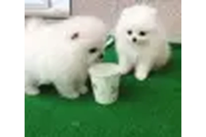 $450 : Cachorros de Pomerania image 3