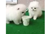 $450 : Cachorros de Pomerania thumbnail