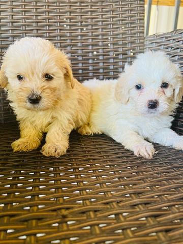 $750 : Perritos Maltipoo image 2