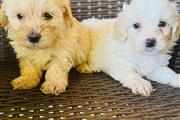 $750 : Perritos Maltipoo thumbnail