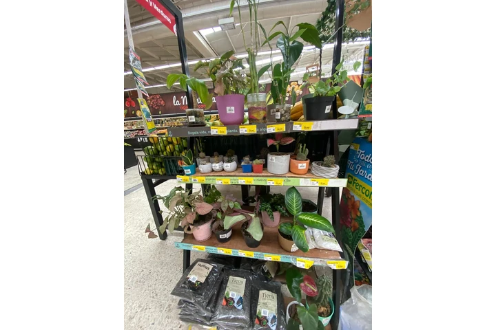 ¡Oportunidad única de negocio image 5