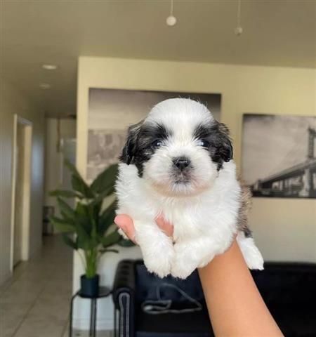 $600 : Shit Tzu puppies available for image 2