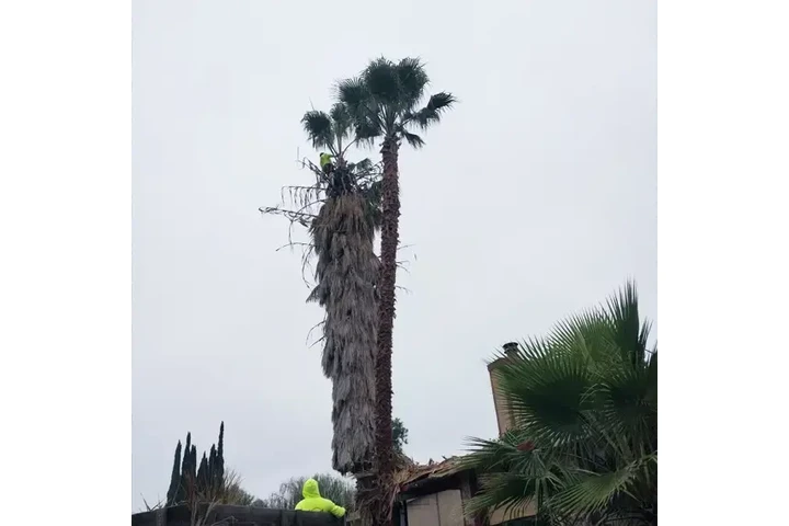 Professional Tree Care image 3