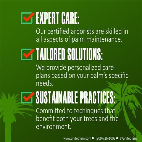 Professional Tree Care Service image 4