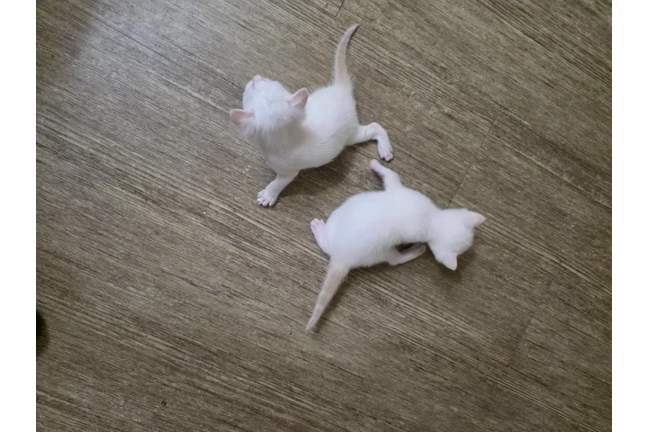 $1 : ADOPCIÓN 🐶😺EN LOS ÁNGELES image 4