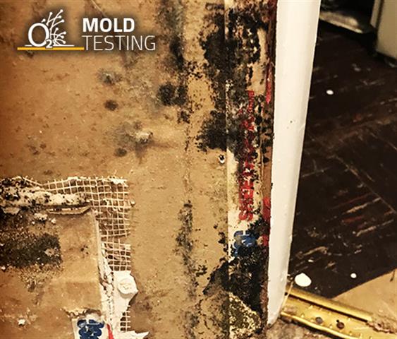 O2 Mold Testing image 6