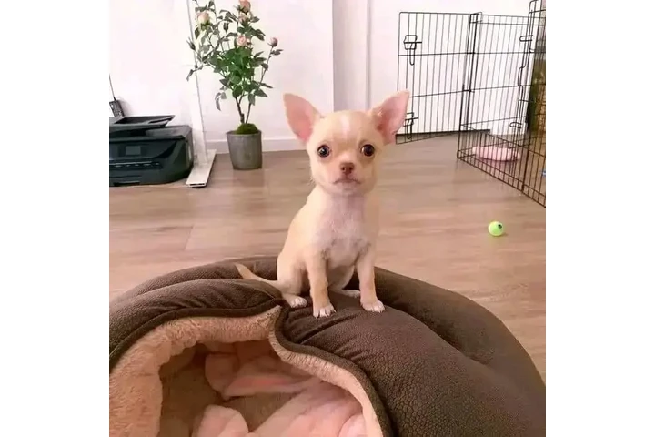 $450 : Cachorros de chihuahua image 2