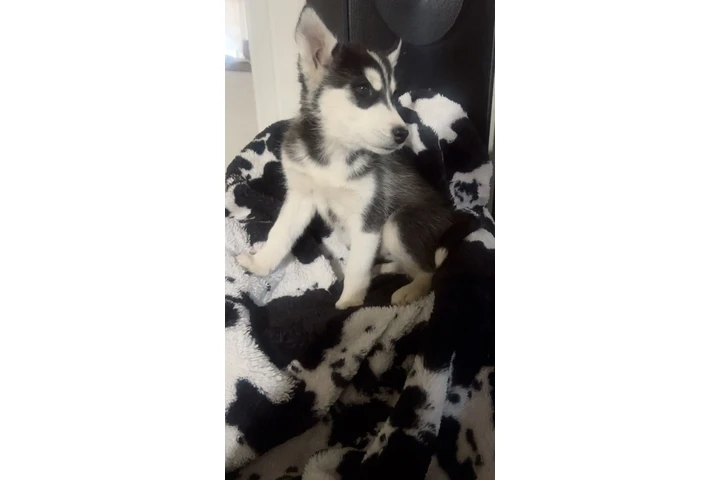 $280 : HUSKY original image 3