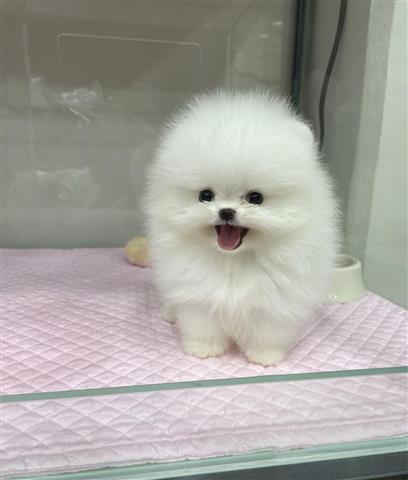 $300 : Adorable pomeranian image 1