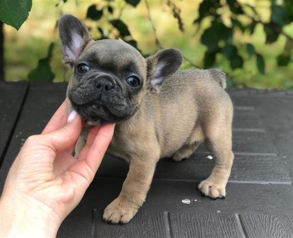 $420 : 3 French Bulldog For Sale image 3