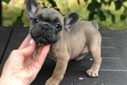 $420 : 3 French Bulldog For Sale thumbnail