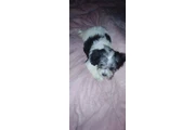 $100 : MINI POODLE MIXTO CON TERRIER thumbnail