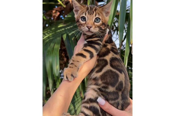 $260 : Gatitos Bengalíes en venta image 1