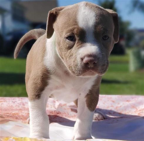 $400 : American Bulldog Puppies image 2