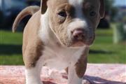 $400 : American Bulldog Puppies thumbnail