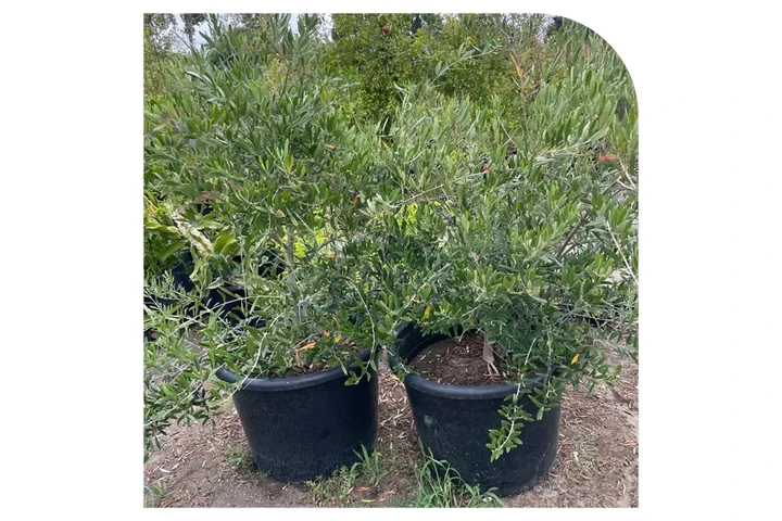 VIVERO image 6