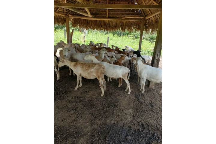 ¡SE VENDE ISLA EN VERACRUZ! image 6