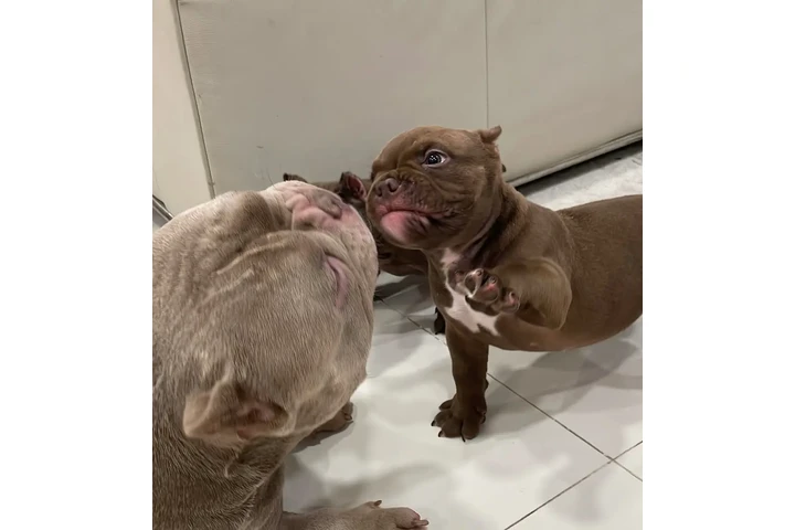 $350 : Cachorros disponibles image 3