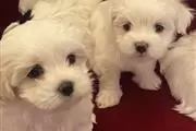 $420 : Super Adorable Maltese Puppies thumbnail