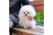 French bulldog and Pomeranian en San Juan
