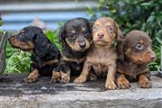 $300 : Home of dachshunds thumbnail