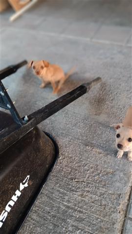 $200 : Chihuahua puppies image 3