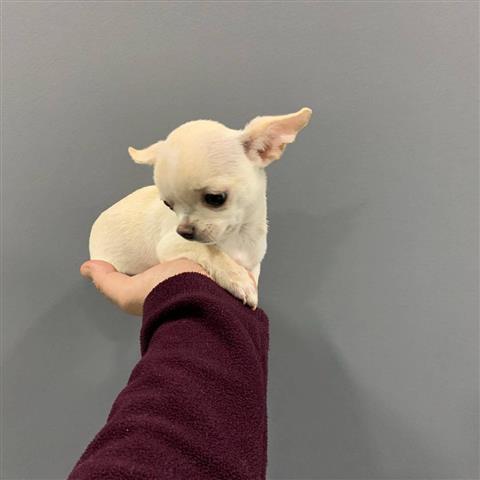 $250 : Cachorro Chihuahua puppy image 1