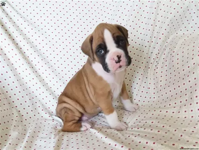 $280 : Kc boxer puppies image 3