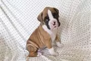 $280 : Kc boxer puppies thumbnail