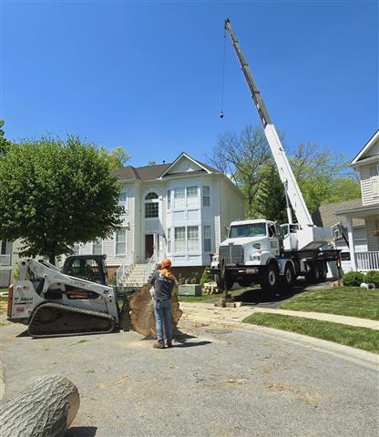 Tree Services in Glen Burnie image 9