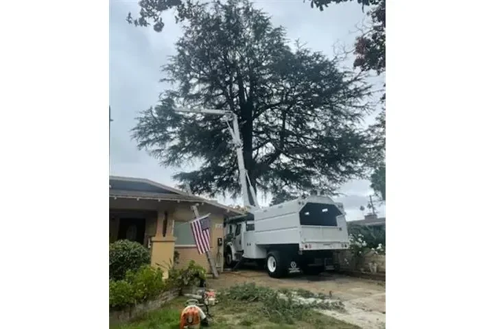 🌲PODADO DE ÁRBOLES Y PALMERAS image 3