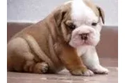 LindosCachorro bulldog ingles en Phoenix
