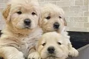 Cachorros Golden Retriever en Wilmington