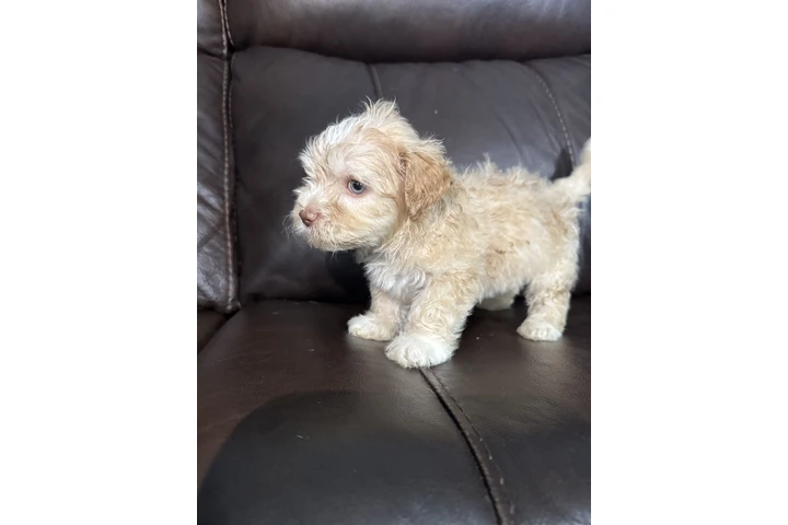 $500 : Vendo hermosas perritas bichon image 5