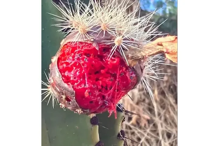 PITAYOS D JALISCO TERE GALVAN image 10