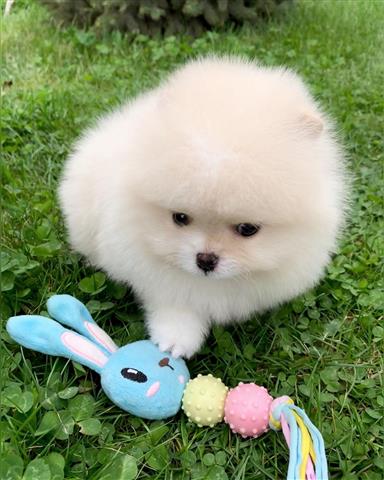 $500 : Teacup pomeranian puppies image 5