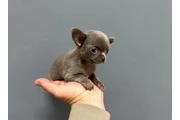 Cachorros de chihuahua en Indianapolis