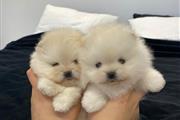 Teacup Pomeranian puppies en Detroit