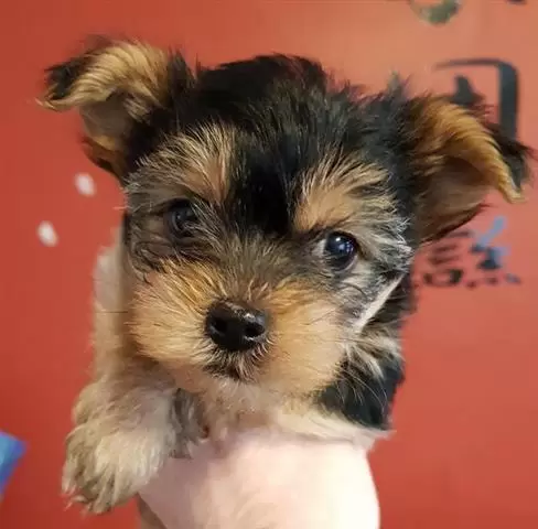Yorkshire terrier bebe mini to image 1