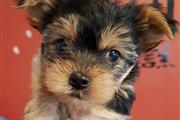 Yorkshire terrier bebe mini to