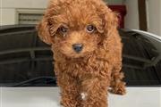 $400 : Toy Poodle thumbnail